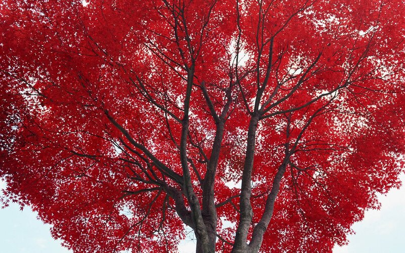 Red Maple Tree — Serene, Autumn, Photograph, Sky