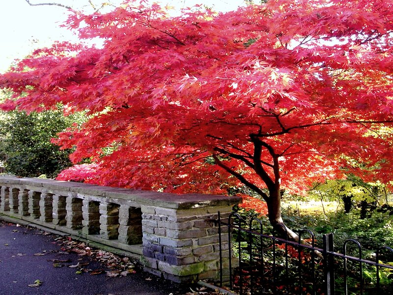 Red Maple Tree — Serene, Autumn, Photograph, Stone Wall
