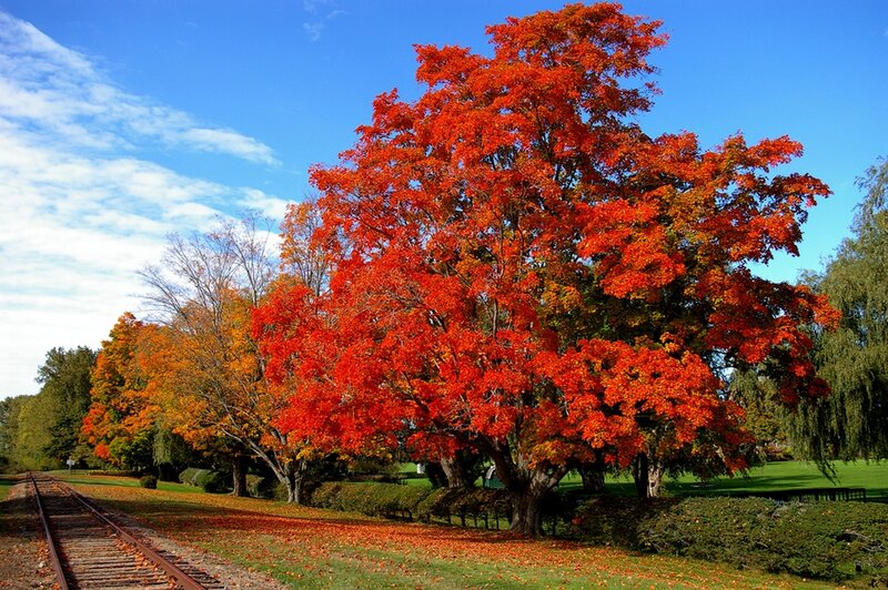Red Maple Tree — Serene, Autumn, Photograph, Train Tracks