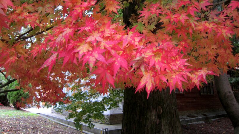 Red Maple Tree — Serene, Autumn, Photograph, Tree Trunk