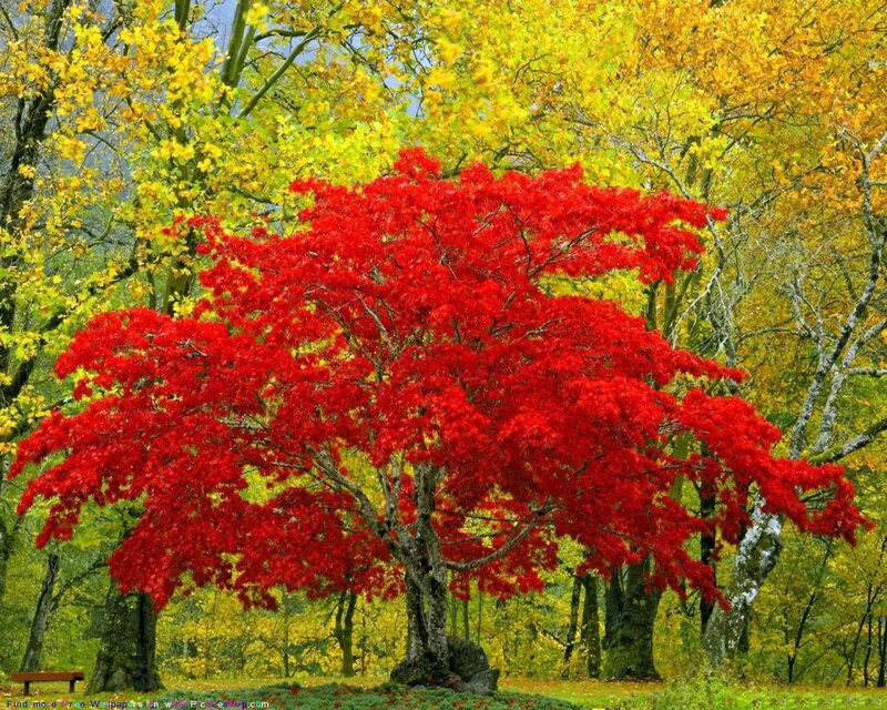 Red Maple Tree — Serene, Autumn, Photograph, Trees, Bench, Forest