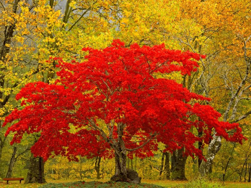Red Maple Tree — Serene, Autumn, Photograph, Trees, Bench