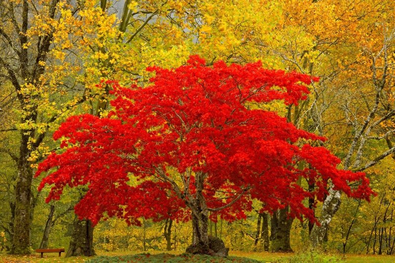 Red Maple Tree — Serene, Autumn, Photograph, Trees, Fall Foliage
