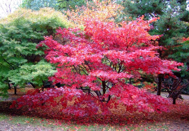 Red Maple Tree — Serene, Autumn, Photograph, Trees, Fallen Leaves
