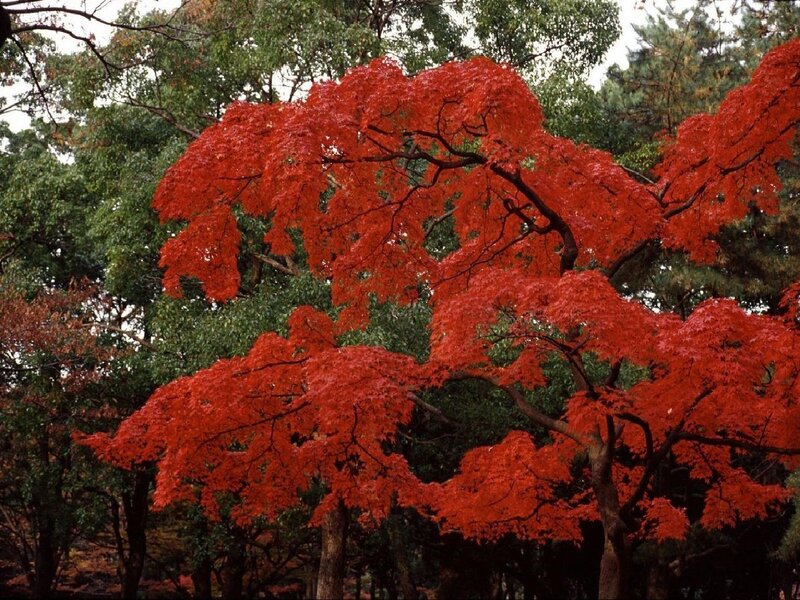 Red Maple Tree — Serene, Autumn, Photograph, Trees, Forest, Branches