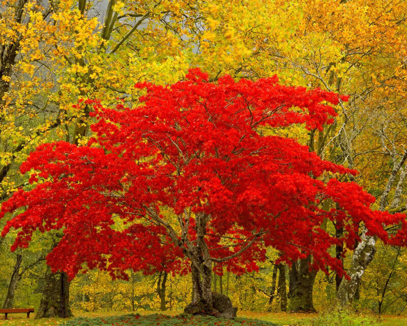 Red Maple Tree — Serene, Autumn, Photograph, Trees, Forest