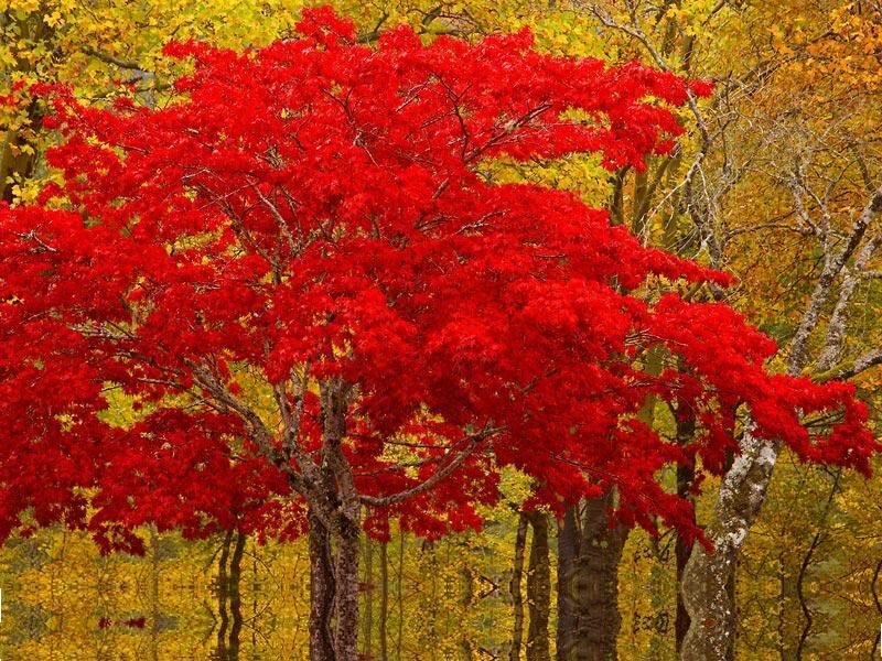 Red Maple Tree — Serene, Autumn, Photograph, Trees