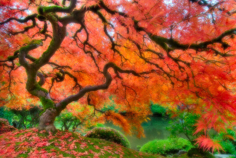 Red Maple Tree — Serene, Autumn
