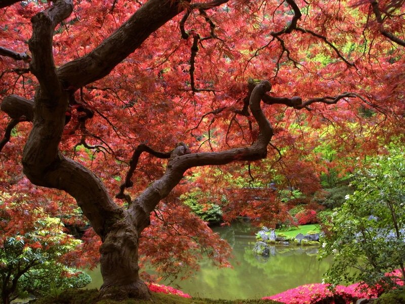 Red Maple Tree — Serene