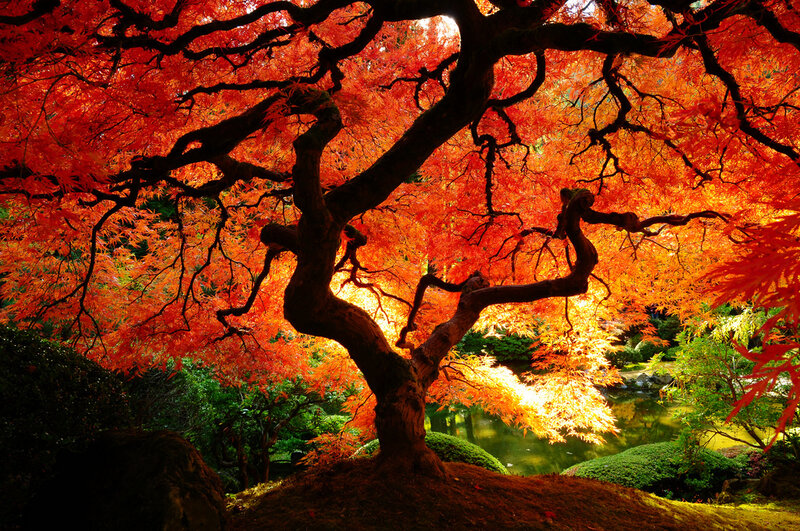 Red Maple Tree