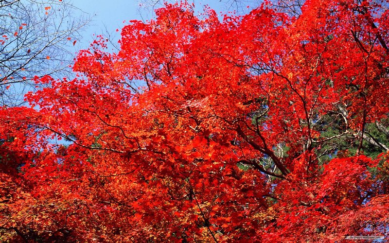 Red Maple Tree — Vibrant, Autumn, Photograph, Blue Sky