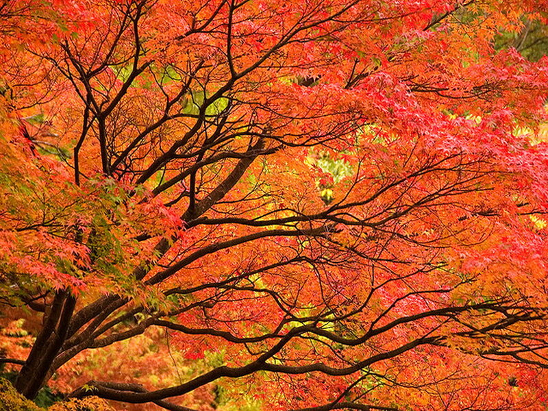 Red Maple Tree — Vibrant, Autumn, Photograph, Branches, Leaves, Forest