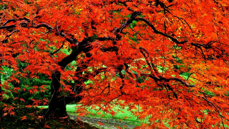 Red Maple Tree — Vibrant, Autumn, Photograph, Branches, Leaves