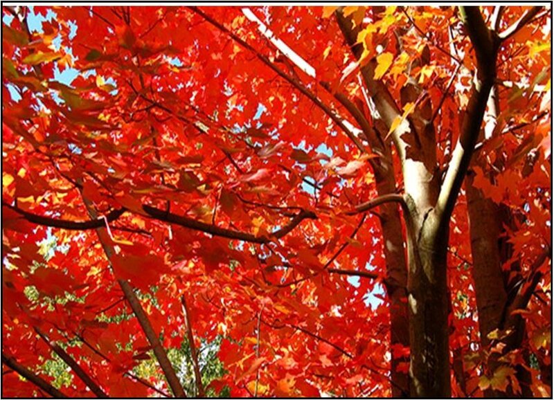 Red Maple Tree — Vibrant, Autumn, Photograph, Branches, Sky, Orange
