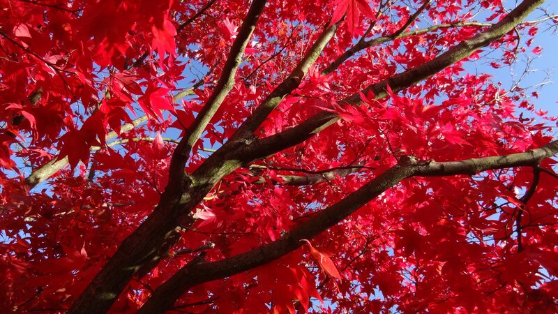 Red Maple Tree — Vibrant, Autumn, Photograph, Branches, Sky