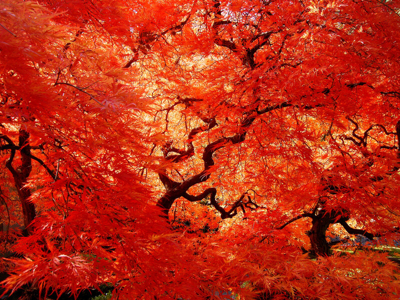 Red Maple Tree — Vibrant, Autumn, Photograph, Branches