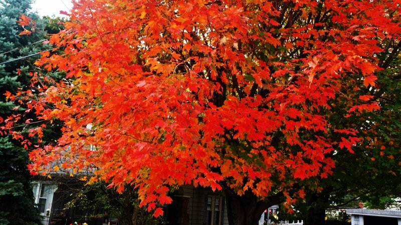 Red Maple Tree — Vibrant, Autumn, Photograph, House