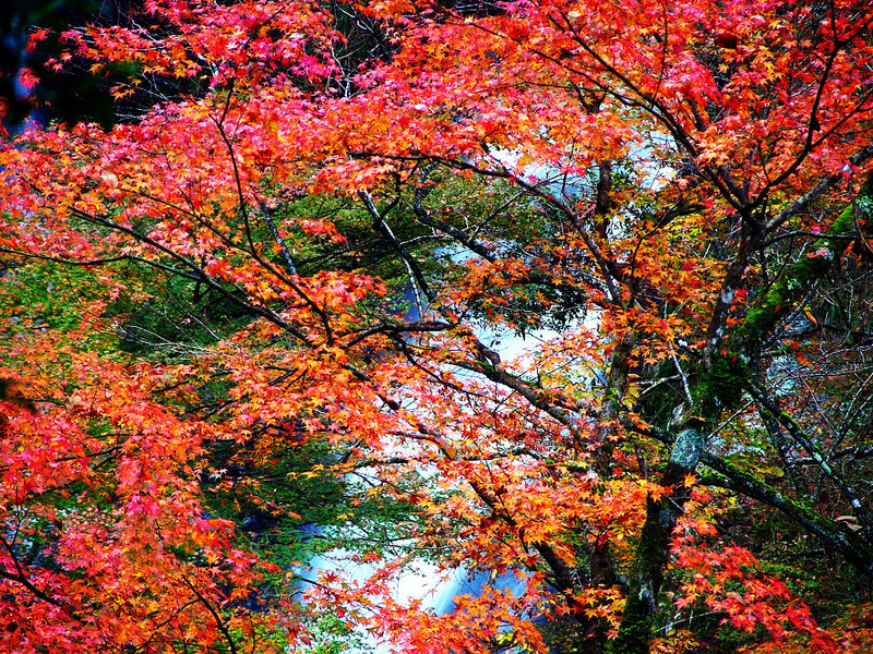 Red Maple Tree — Vibrant, Autumn, Photograph, Leaves, Branches, Orange