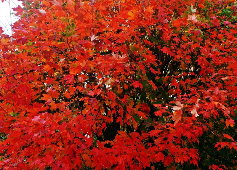 Red Maple Tree — Vibrant, Autumn, Photograph, Leaves, Branches, Sky