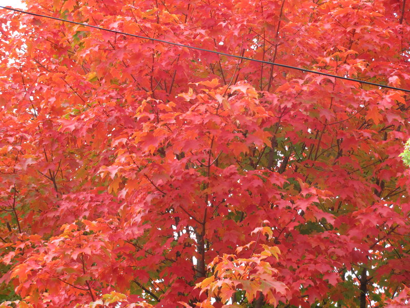Red Maple Tree — Vibrant, Autumn, Photograph, Leaves, Branches