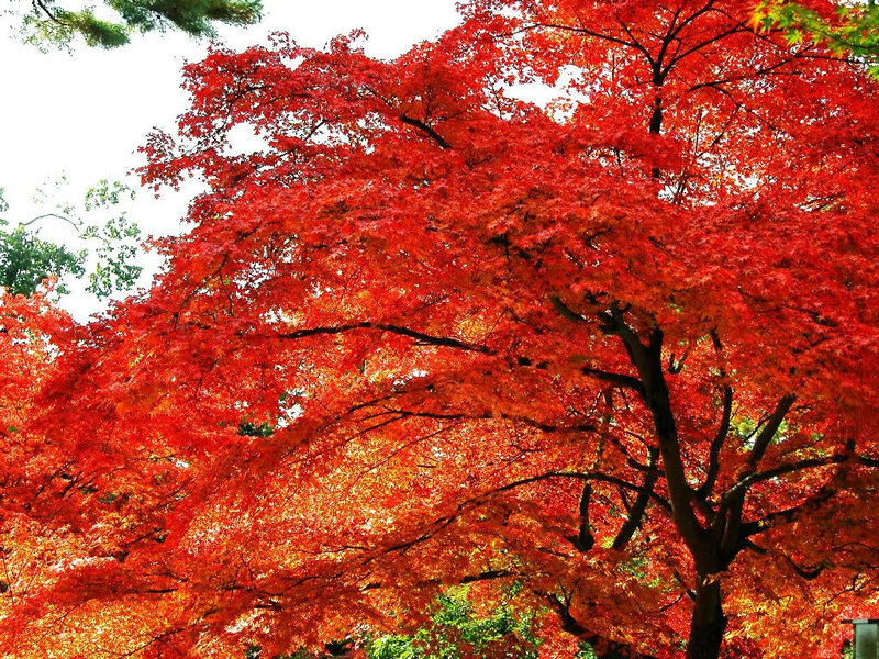 Red Maple Tree — Vibrant, Autumn, Photograph, Leaves, Sky