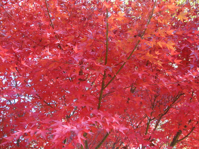 Red Maple Tree — Vibrant, Autumn, Photograph, Leaves