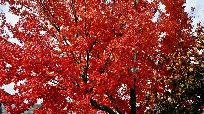 Red Maple Tree — Vibrant, Autumn, Photograph, Sky