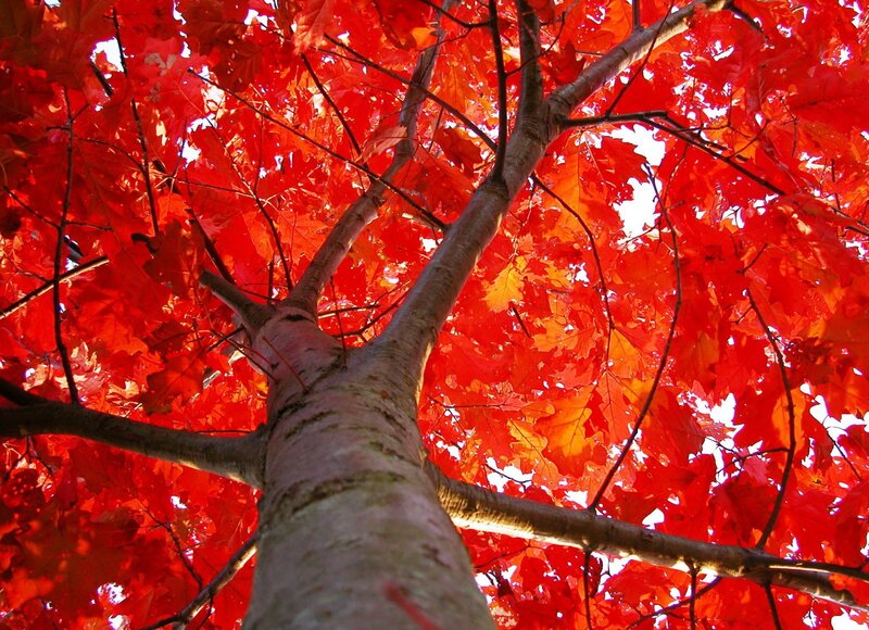 Red Maple Tree — Vibrant, Autumn, Photograph, Tree Trunk, Branches, Leaves, Orange