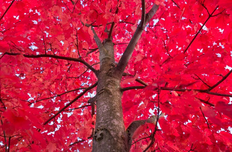 Red Maple Tree — Vibrant, Autumn, Photograph, Tree Trunk, Branches