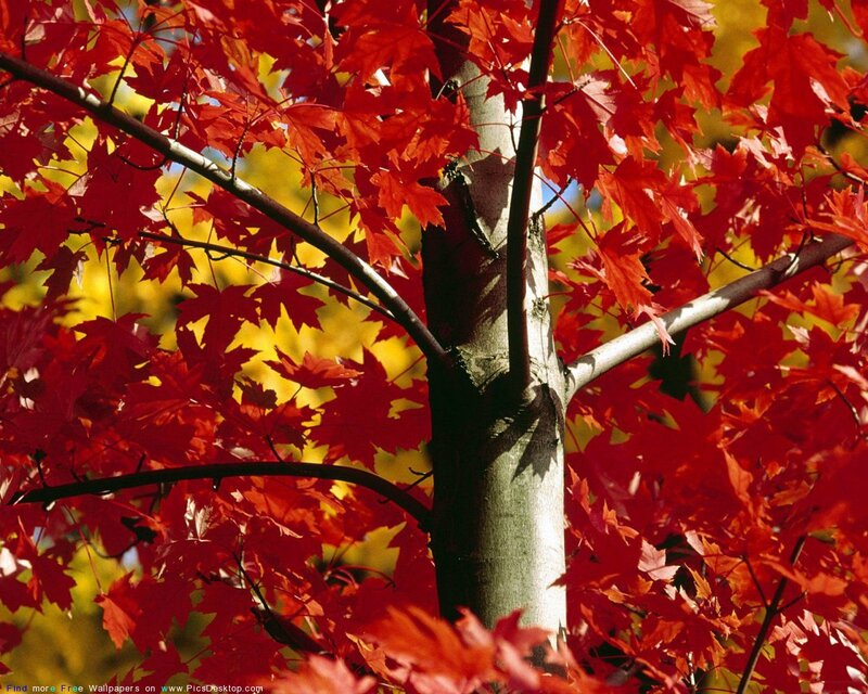 Red Maple Tree — Vibrant, Autumn, Photograph, Tree Trunk
