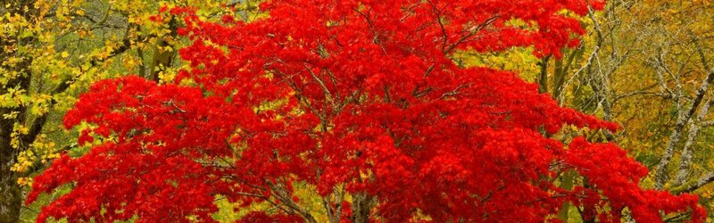 Red Maple Tree — Vibrant, Autumn, Photograph, Trees, Forest