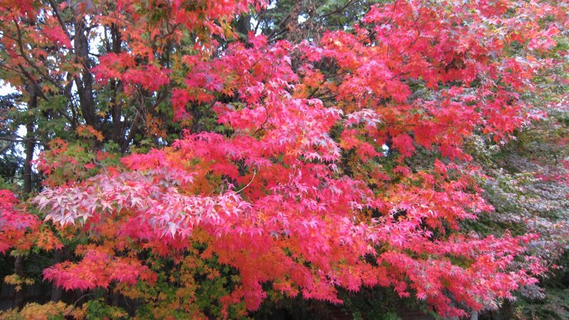 Red Maple Tree — Vibrant, Autumn, Photograph, Trees, Leaves, Forest