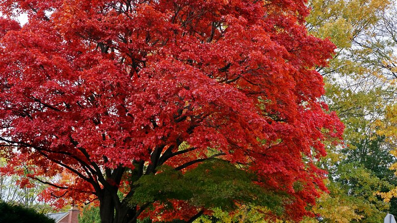 Red Maple Tree — Vibrant, Autumn, Photograph, Trees, Leaves