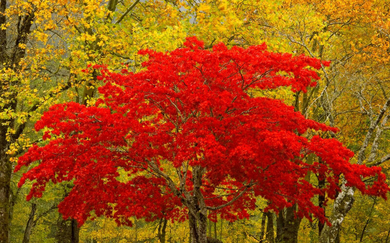 Red Maple Tree — Vibrant, Autumn, Photograph, Trees