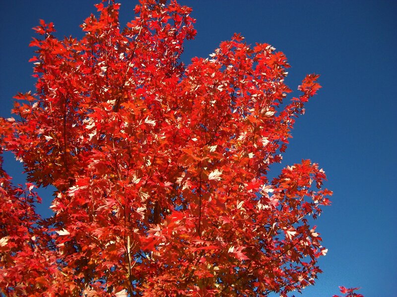 Red Maple Tree — Vibrant