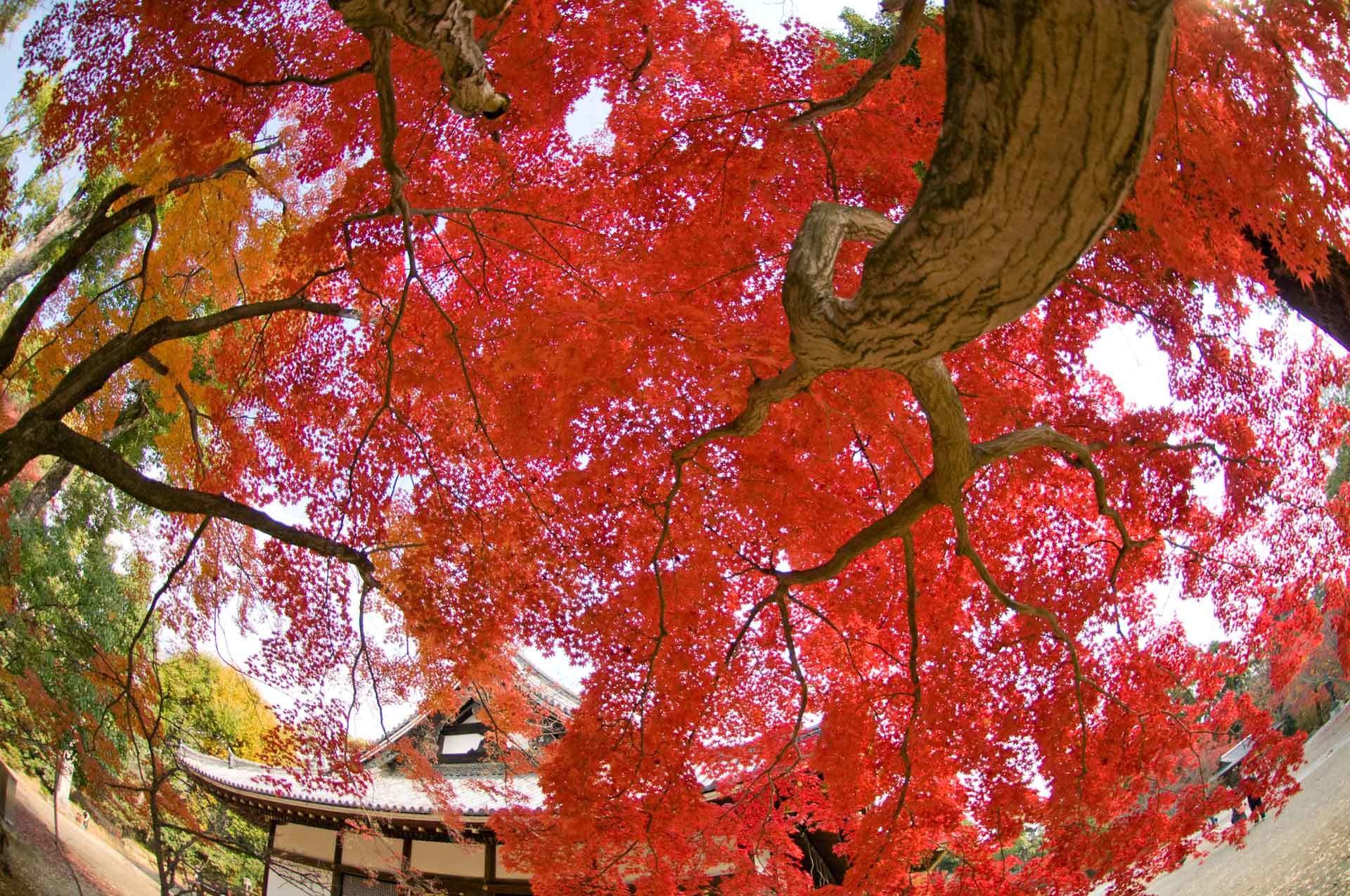 Red maple trees at temple