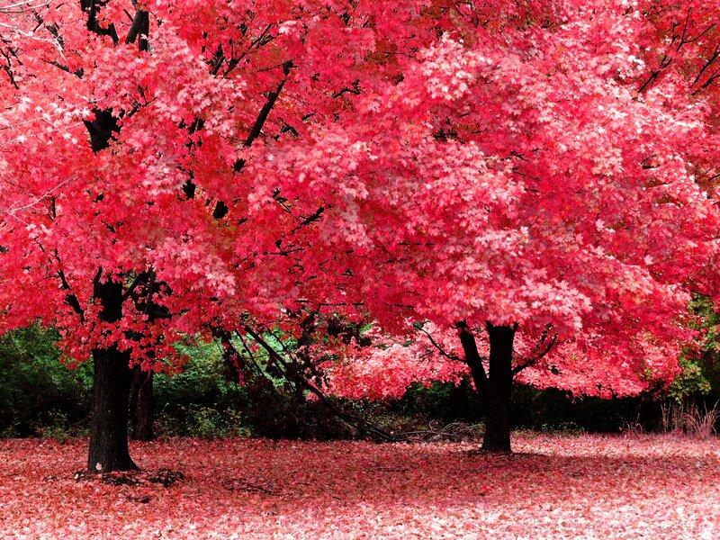 Red Maple Trees — Autumn