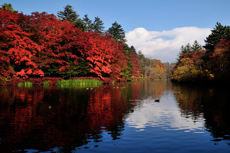 Red Maple Trees by Lake