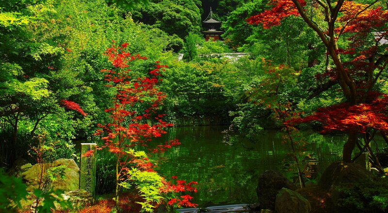 Red Maple Trees by Pond — Green
