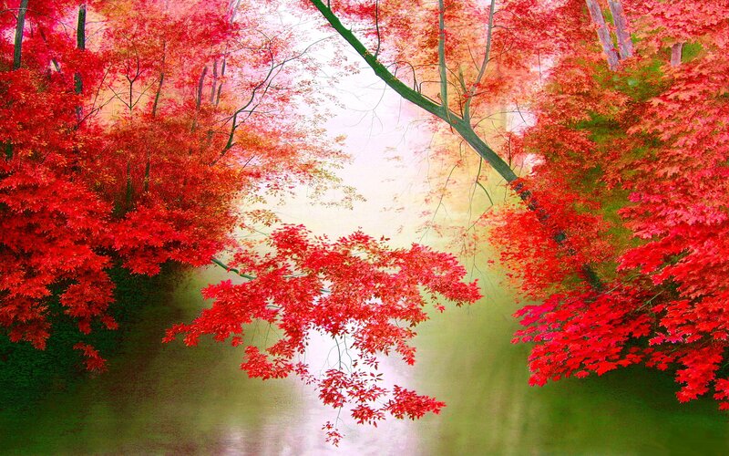 Red Maple Trees by River — Serene, Autumn