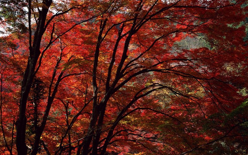 Red Maple Trees — Dramatic, Autumn, Photograph, Forest