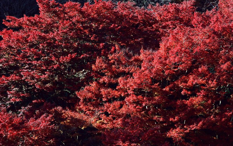 Red Maple Trees — Dramatic, Autumn, Photograph, Leaves