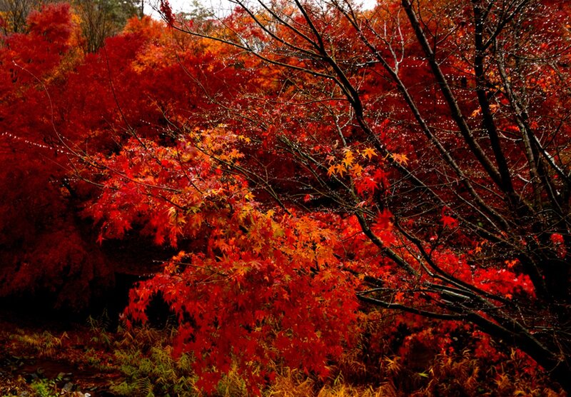 Red Maple Trees — Dramatic, Autumn