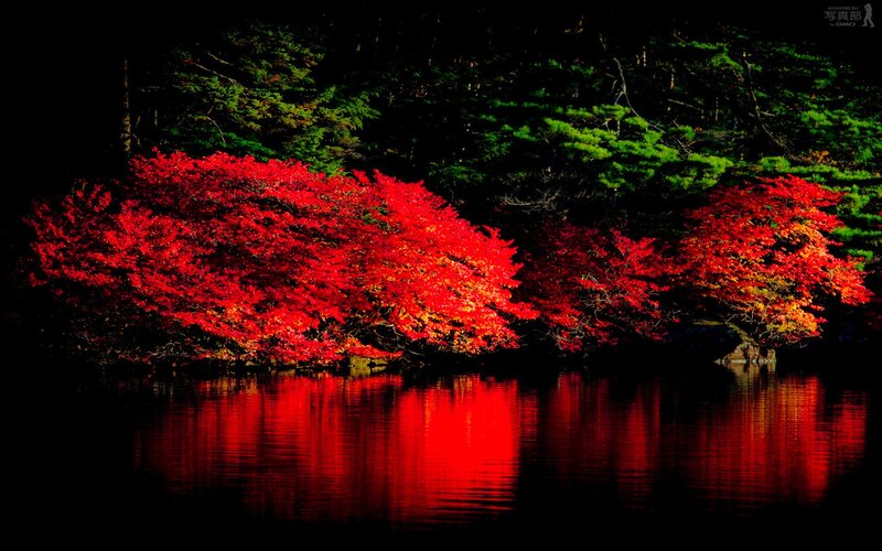 Red Maple Trees — Dramatic