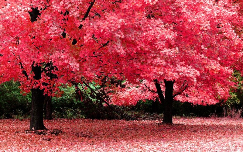 Red Maple Trees in Autumn