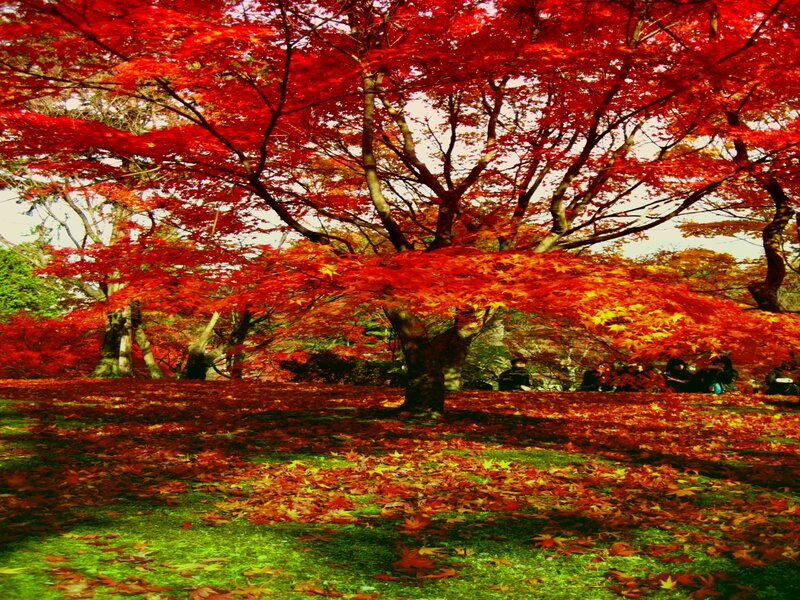 Red Maple Trees in Autumn — Serene, Photograph, Fallen Leaves