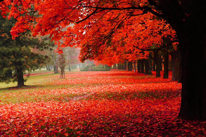 Red Maple Trees in Autumn — Serene, Photograph, Leaves, Grass