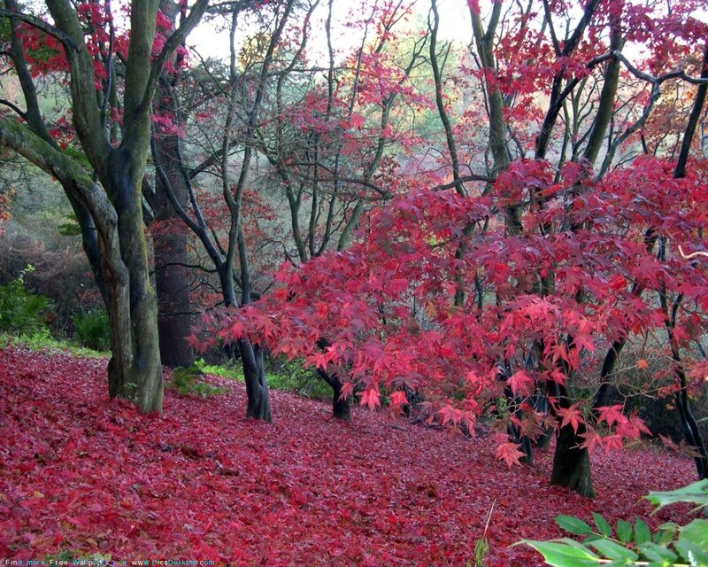 Red Maple Trees in Autumn — Serene, Photograph, Leaves