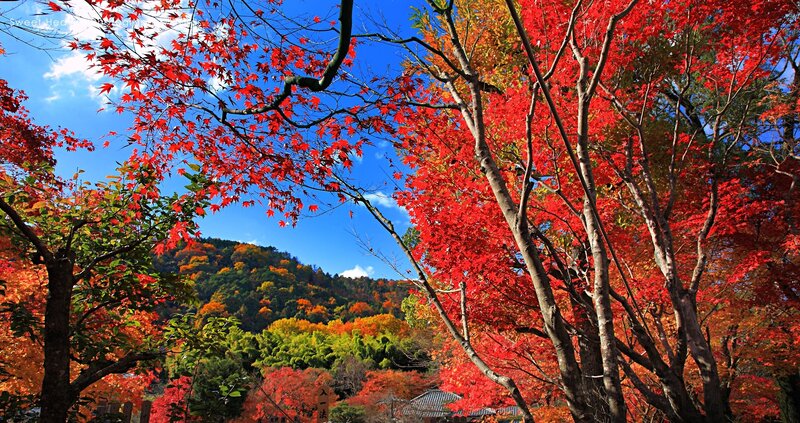 Red Maple Trees in Autumn — Serene, Photograph, Mountain