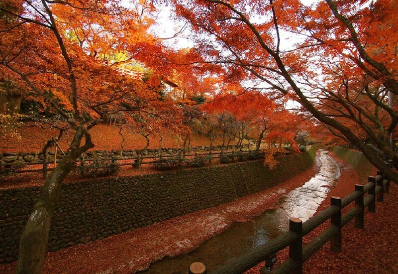 Red Maple Trees in Autumn — Serene, Photograph, Stream